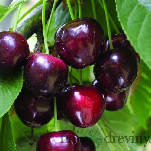 Čerešna Buttnera - srdcovka už rodiaca, v črepníku, výška 160/180 cm, podpník Colt Prunus avium Buttnera