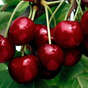 Čerešna Buttnera - srdcovka, v črepníku, výška 100/150 cm, podpník Colt Prunus avium Buttnera