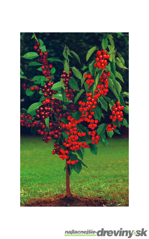 Čerešňa Duokers – dve odrody na jednom kmeni, 180/200 cm, črepník P24, podpník Colt Prunus avium ‘Duo-Kers‘