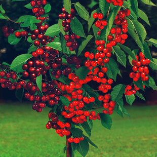 Čerešňa Duokers – dve odrody na jednom kmeni, 180/200 cm, črepník P24, podpník Colt Prunus avium ‘Duo-Kers‘