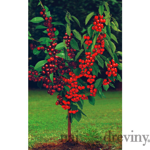 Čerešňa Duokers – dve odrody na jednom kmeni, 180/200 cm, črepník P24, podpník Colt Prunus avium ‘Duo-Kers‘