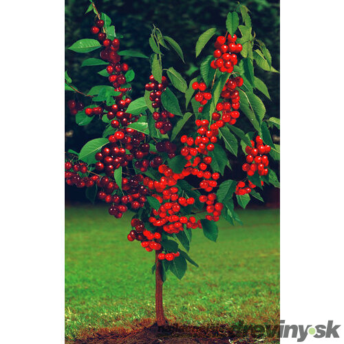 Čerešňa Duokers – dve odrody na jednom kmeni, 180/200 cm, črepník P24, podpník Colt Prunus avium ‘Duo-Kers‘