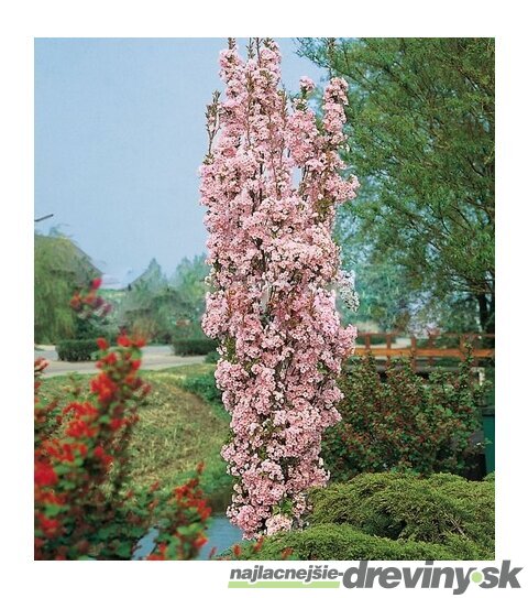 Čerešňa japonská Amanogawa stĺpovitá na kmienku 220/260 cm obvod 8/10 v črepníku Prunus serrulata amanogawa