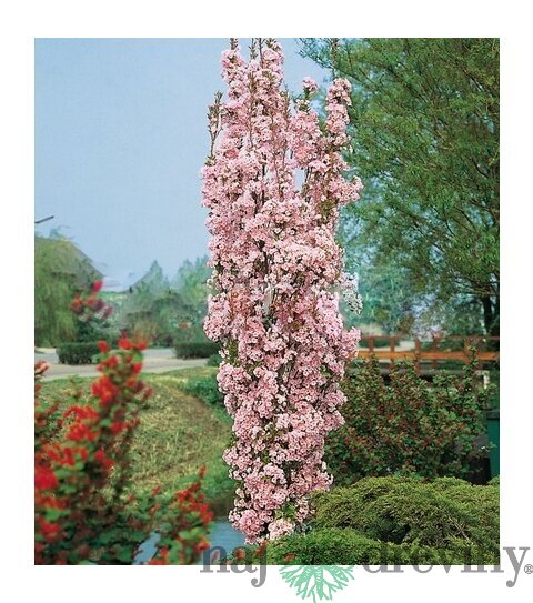 Čerešňa japonská Amanogawa stĺpovitá na kmienku 220/260 cm obvod 8/10 v črepníku Prunus serrulata amanogawa