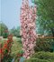 Čerešňa japonská Amanogawa stĺpovitá na kmienku 220/260 cm obvod 8/10 v črepníku Prunus serrulata amanogawa