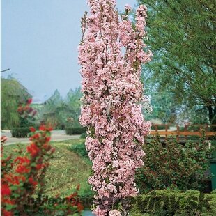 Čerešňa japonská Amanogawa stĺpovitá na kmienku 220/260 cm obvod 8/10 v črepníku Prunus serrulata amanogawa