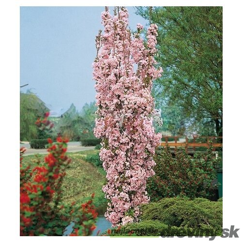 Čerešňa japonská Amanogawa stĺpovitá na kmienku 220/260 cm obvod 8/10 v črepníku Prunus serrulata amanogawa