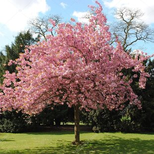 Čerešňa japonská Kanzan, na kmienku 180/200 + cm, v črepníku Prunus serrulata kanzan