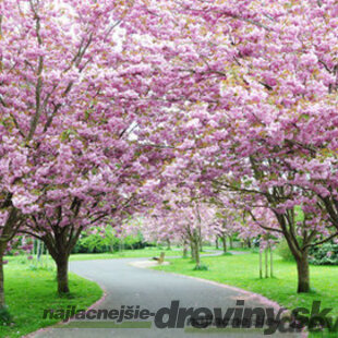Čerešňa japonská Kanzan na kmienku 200/220, obvod kmienka 10/12 cm, celková výška pri dodaní 300/350 cm, v črepníku Prunus serrulata Kanzan