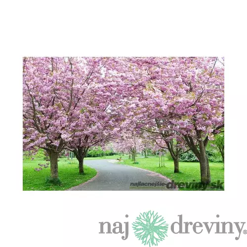Čerešňa japonská Kanzan na kmienku 200/220, obvod kmienka 10/12 cm, celková výška pri dodaní 300/350 cm, v črepníku Prunus serrulata Kanzan