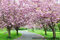 Čerešňa japonská Kanzan na kmienku 200/220, obvod kmienka 10/12 cm, celková výška pri dodaní 300/350 cm, v črepníku Prunus serrulata Kanzan