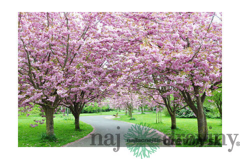 Čerešňa japonská Kanzan na kmienku 200/220, obvod kmienka 10/12 cm, celková výška pri dodaní 300/350 cm, v črepníku Prunus serrulata Kanzan