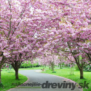 Čerešňa japonská Kanzan na kmienku 250 + cm, v črepníku 10l  Prunus serrulata kanzan