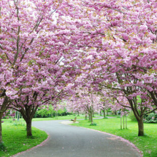 Čerešňa japonská Kanzan na kmienku 250 + cm, v črepníku 10l  Prunus serrulata kanzan