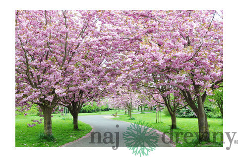 Čerešňa japonská Kanzan na kmienku 250 + cm, v črepníku 10l  Prunus serrulata kanzan