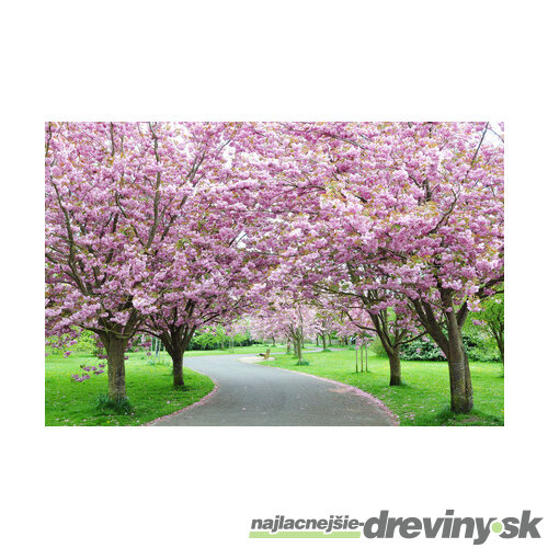 Čerešňa japonská Kanzan na kmienku 250 + cm, v črepníku 10l  Prunus serrulata kanzan