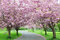 Čerešňa japonská Kanzan na kmienku 250 + cm, v črepníku 10l  Prunus serrulata kanzan