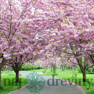 Čerešňa japonská Kanzan na kmienku 250 + cm, v črepníku 10l  Prunus serrulata kanzan