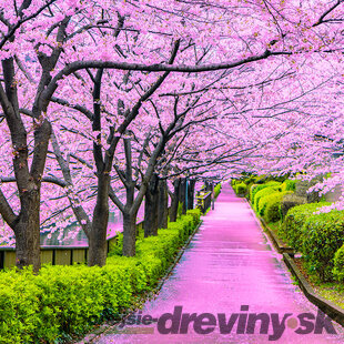 Čerešňa japonská Kiku Shidare (sakura) na kmienku 110/130 cm, v črepníku Prunus serrulata Kiku Shidare Sakura