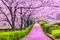 Čerešňa japonská Kiku Shidare (sakura) na kmienku 110/130 cm, v črepníku Prunus serrulata Kiku Shidare Sakura
