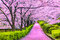 Čerešňa japonská Kiku Shidare (sakura) na kmienku 110/130 cm, v črepníku Prunus serrulata Kiku Shidare Sakura