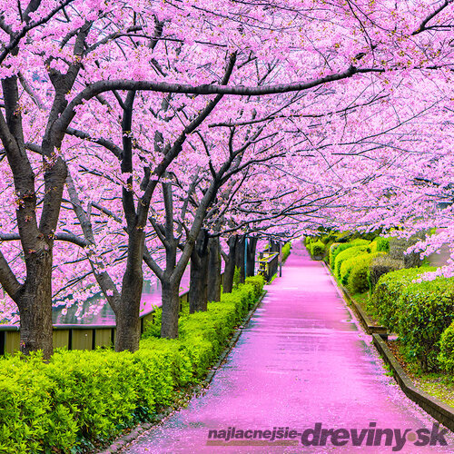 Čerešňa japonská Kiku Shidare (sakura) na kmienku 110/130 cm, v črepníku Prunus serrulata Kiku Shidare Sakura