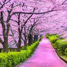 Čerešňa japonská Kiku Shidare (sakura) na kmienku 110/130 cm, v črepníku Prunus serrulata Kiku Shidare Sakura