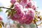Čerešňa japonská Kiku Shidare (sakura) obvod 10/12 cm, výška 200/250 cm, v črepníku Prunus serrulata Kiku Shidare Sakura