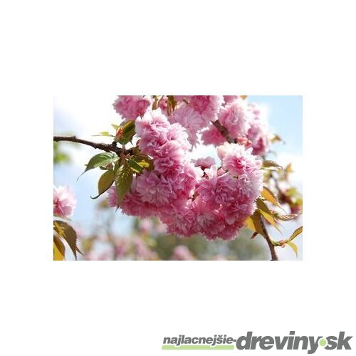Čerešňa japonská Kiku Shidare (sakura) obvod 10/12 cm, výška 200/250 cm, v črepníku Prunus serrulata Kiku Shidare Sakura