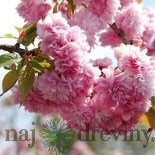 Čerešňa japonská Kiku Shidare (sakura) obvod 10/12 cm, výška 200/250 cm, v črepníku Prunus serrulata Kiku Shidare Sakura