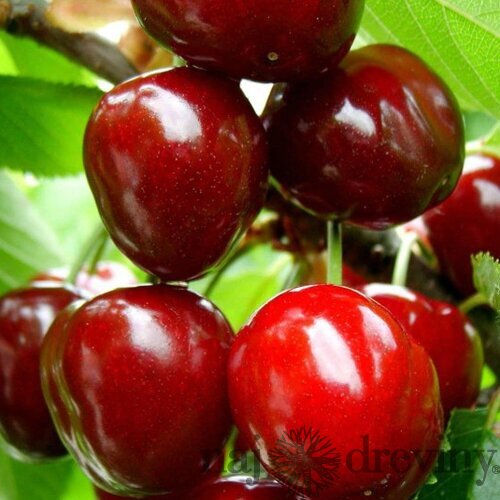 Čerešna Karešova - srdcovka, výška 120/160 cm, v črepniku, podpník Colt Prunus avium