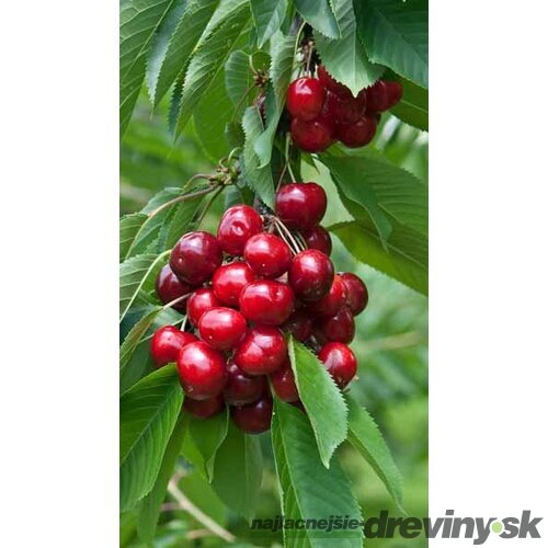 Čerešňa Kordia , výška 120/140 cm, podpník Colt, v črepníku 7,5l Prunus avium Colt