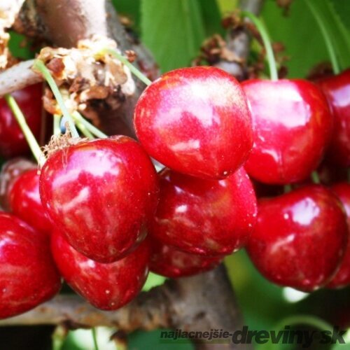 Čerešňa Kordia, výška 200/250 cm obvod 8/10 cm, už rodiaca v črepníku, podpník Colt Prunus avium