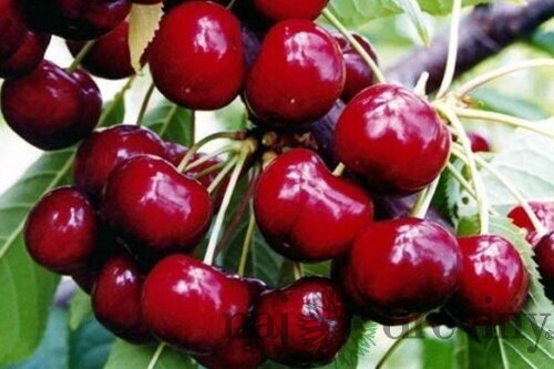 Čerešňa Lapnis 80/120 cm, v črepníku, podpník Colt Prunus avium Lapnis