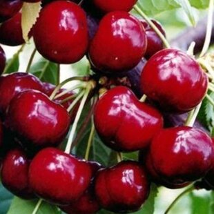 Čerešňa Lapnis 80/120 cm, v črepníku, podpník Colt Prunus avium Lapnis