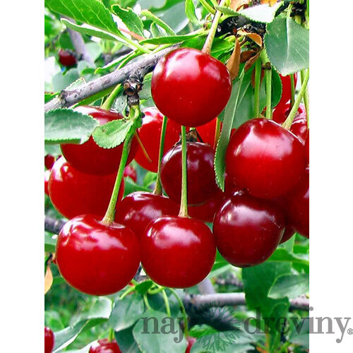 Čerešňa nízkokmenná, výška 100/140 cm, 1-ročná, voľnokorenná Prunus cerasus