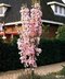 Čerešňa pílkatá Amanogawa, obvod kmienka 8/10 cm, celková výška pri dodaní 250/350 cm, v črepníku Prunus serrulata Amanogawa