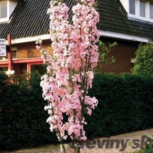 Čerešňa pílkatá Amanogawa, obvod kmienka 8/10 cm, celková výška pri dodaní 250/350 cm, v črepníku Prunus serrulata Amanogawa