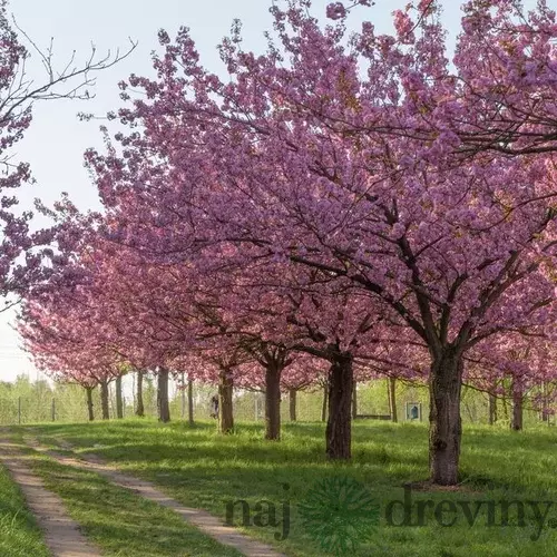 Čerešňa pílkata Fukubana ( sakura), výška 60/80 cm, v črepniku 5l Prunus subhirtella Fukubana