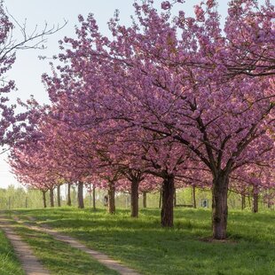 Čerešňa pílkata Fukubana ( sakura), výška 60/80 cm, v črepniku 5l Prunus subhirtella Fukubana