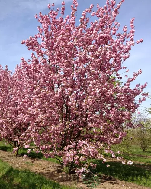 Čerešňa pílkatá Kanzan, 160/180 cm, v črepníku Prunus serrulata Kanzan