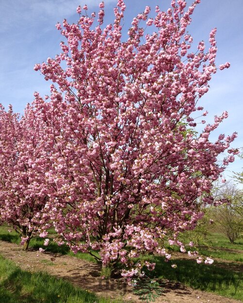 Čerešňa pílkatá Kanzan, 160/180 cm, v črepníku Prunus serrulata Kanzan