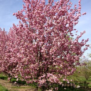 Čerešňa pílkatá Kanzan, 160/180 cm, v črepníku Prunus serrulata Kanzan