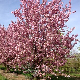 Čerešňa pílkatá Kanzan, 160/180 cm, v črepníku Prunus serrulata Kanzan