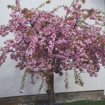 Čerešňa pílkatá Kiku - shidare, na kmienku 140/150 cm, v črepníku Prunus serrulata Kiku Shidare Sakura