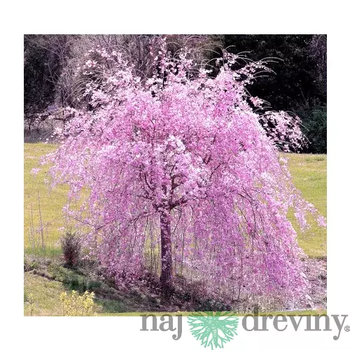 Čerešňa pílkatá Kiku - shidare, obvod kmienka 10/12 cm, celková výška pri dodaní 250/300 cm, v črepníku Prunus serrulata Kiku Shidare Sakura