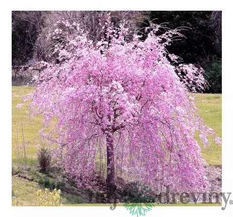 Čerešňa pílkatá Kiku - shidare, obvod kmienka 10/12 cm, celková výška pri dodaní 250/300 cm, v črepníku Prunus serrulata Kiku Shidare Sakura