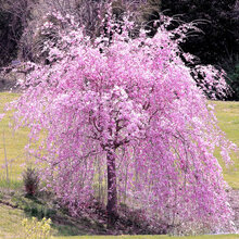 Čerešňa pílkatá Kiku - shidare, obvod kmienka 10/12 cm, celková výška pri dodaní 250/300 cm, v črepníku Prunus serrulata Kiku Shidare Sakura
