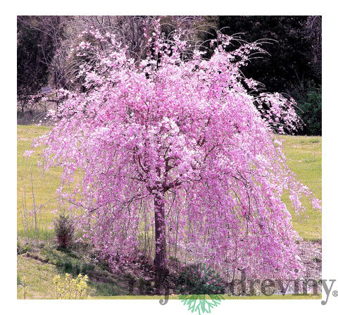 Čerešňa pílkatá Kiku - shidare, obvod kmienka 10/12 cm, celková výška pri dodaní 250/300 cm, v črepníku Prunus serrulata Kiku Shidare Sakura