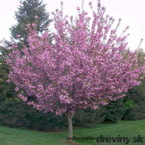 Čerešňa pílkatá Royal Burgundy, na kmienku 140/160 cm, v črepníku Prunus serrulata Royal Burgundy